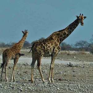 Wildlife of Africa (giraffe) - Steve