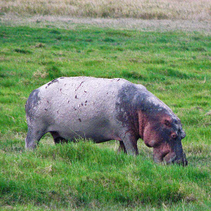 Wildlife of Africa (hippo) - Steve