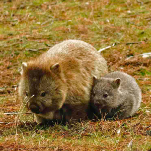 Australia (Tasmania - nature) - Steve