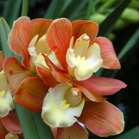 flori orhidee