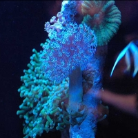 Culori în recifele de corali
