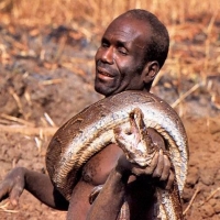 Vanatorii de serpi in Africa