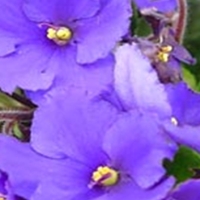 Natura in nuante de violet