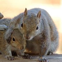 Wonderful squirrels