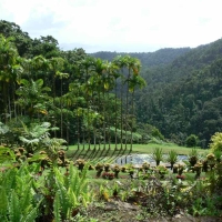 Martinique - le jardin de Balata