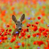 Si beau la nature