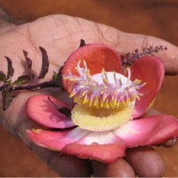 India_Mumbai_Hanging Garden