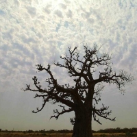 Baobab il gigante della savana