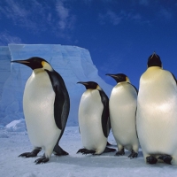 Antarctica-superba prezentare