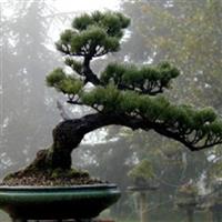 Bonsai