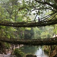 India - Meghalaya - Living root bridges-Poduri de radacini vii