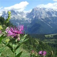 Am indragit muntii. Brenta - Un buchet de flori montane.