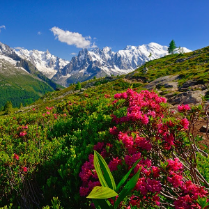 Die Alpenrose - Trandafirul de Munte - Rhododendronul.
