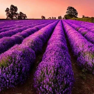 Purple Fields