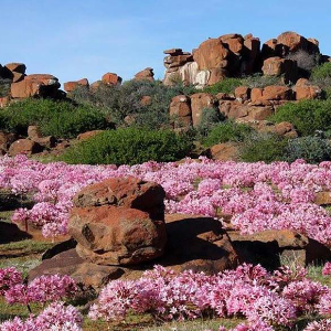 South Africa's Floral Kingdom - Tony.Steve