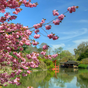 Japon en primavera
