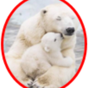 Narvalii și Urșii Polari în pericol de dispariție