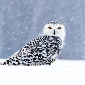 Oiseaux dans la neige et Oiseaux-des-neiges