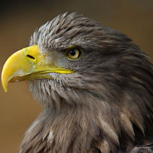 Vulturul Codalb, cea mai mare pasăre de pradă din Delta Dunării