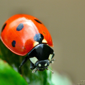 Adorables coccinelles