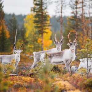 Photos d’animaux en forêts finlandaises