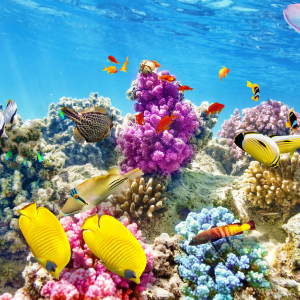  La beauté des récifs coralliens !