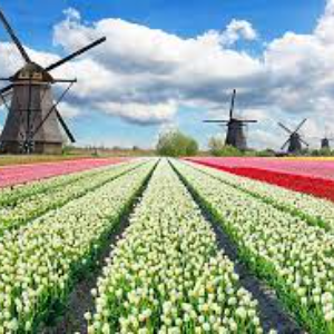 Au milieu des champs de tulipes aux Pays Bas