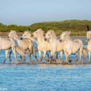 LE PARC NATUREL RÉGIONAL DE CAMARGUE