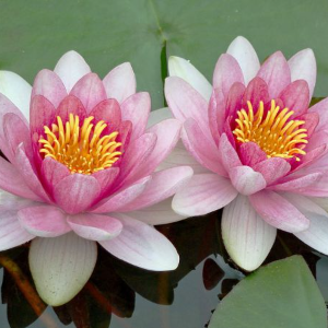 Water lilies 