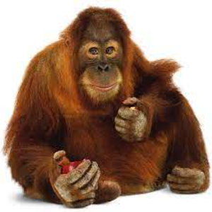 Quiz - Les primates I