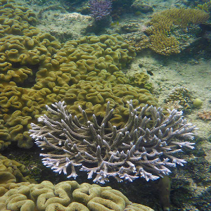 Australia (coral reefs 3) - Steve