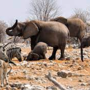 Quiz - Les animaux d’Afrique (1)