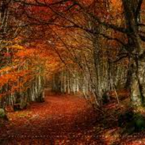 Sous-bois....... merveilles de l'automne