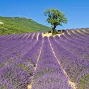 LE PARC NATUREL RÉGIONAL DES BARONNIES PROVENÇALES