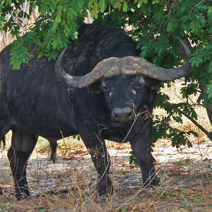 Wildlife of Africa (buffalo) - Steve
