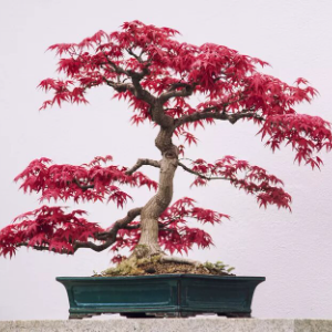 Bonsai I