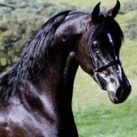 Calul arab – 