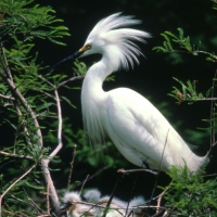 Egreta alba
