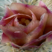CACTUS FLOWERS.pps