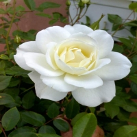 MY WHITE ROSE