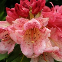 Florile de rododendron