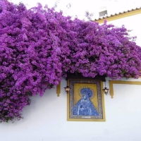 Cordoba flower facades