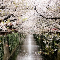 Sakura - sarbatoarea ciresilor infloriti