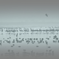 Birds in the mist 