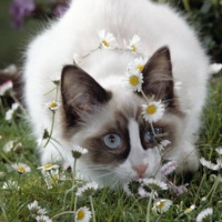 Pisici si flori