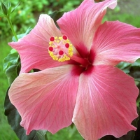 Flori de hibiscus