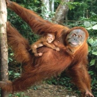 Maternitate Nu Maimuţăreală. 01