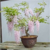 Arta naturala - bonsai glicinia