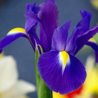 Beautiful iris flowers