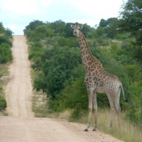 Africa de Sud, Parcul  Kruger2 